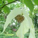 Davidia involucrata